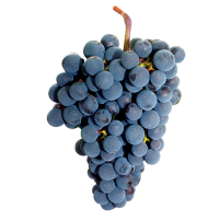 uva Cabernet Franc 