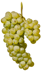 uva Sauvignon Blanc