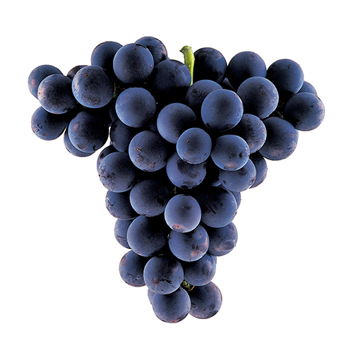 uva Tannat