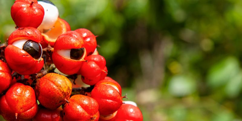 Guaraná